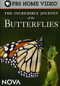 The Incredible Journey of the Butterflies