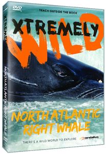 North Atlantic's Most Endangered Whales