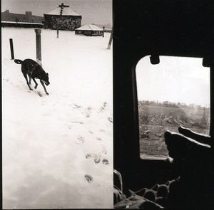 We Are Lonely Animals