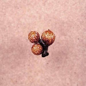 Trumpery Metier