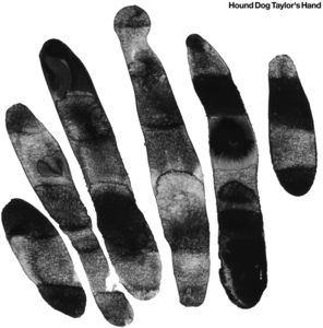 Hound Dog Taylor's Hand