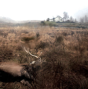 Feels, Feathers, Bog and Bees