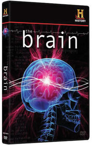 The Brain