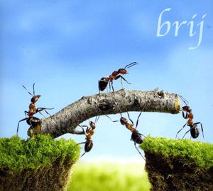 Brij