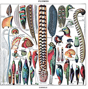 Plumes