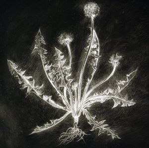 Dandelion