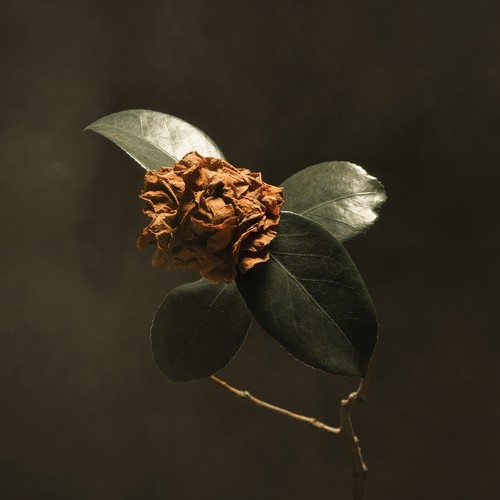 St. Paul & The Broken Bones - Young Sick Camellia (CD)