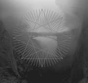 Ghost Chorus Among Old Ruins , Baring Teeth
