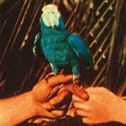 Are You Serious , Andrew Bird
