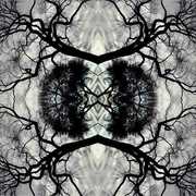 Sonic Mandala Go: Organic Orchestra , Adam Rudolph