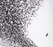 Sky Blue Sky , Wilco