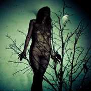 An Ache for the Distance , Atlas Moth