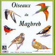 Birds of North-West Africa , Sounds Of Nature