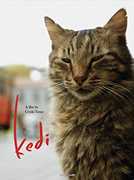 Kedi 