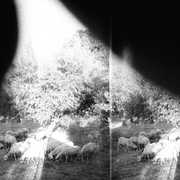 Asunder Sweet & Other Distress , Godspeed You! Black Emperor