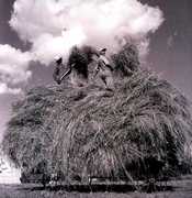 Field Songs , William Elliott Whitmore