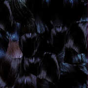 Gyu , Tyme. X Tujiko