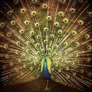 Which Side Are You On? , Ani DiFranco