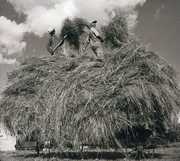 Field Songs , William Elliott Whitmore