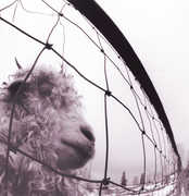 PEARL JAM / VS , Pearl Jam