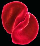 Scratch My Back , Peter Gabriel