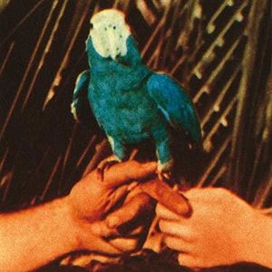 Are You Serious , Andrew Bird