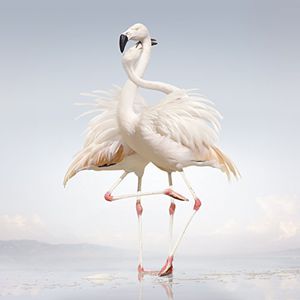 Green Language , Rustie