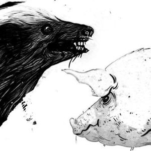 Honey Badger / Pig , Clark