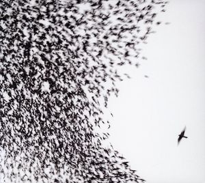 Sky Blue Sky , Wilco