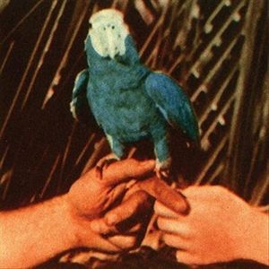 Are You Serious , Andrew Bird