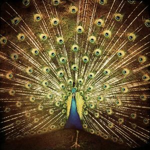 Which Side Are You On? , Ani DiFranco