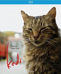 Kedi