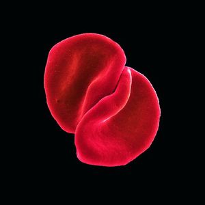 Scratch My Back , Peter Gabriel