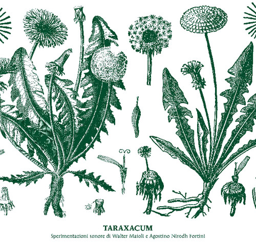 Taraxacum