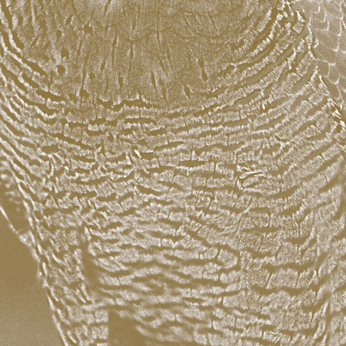 Peregrine
