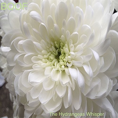 Hydrangeas Whisper