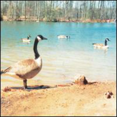 Secret Life of Machines