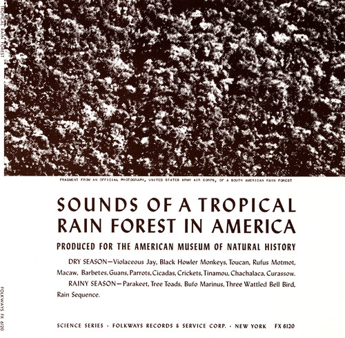 Tropical Rain Forest /  Various