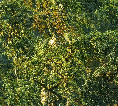 Sonatas for Fortepiano & Cello