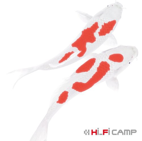 Koi [Import]