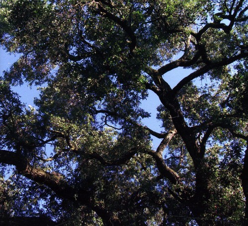 Trees