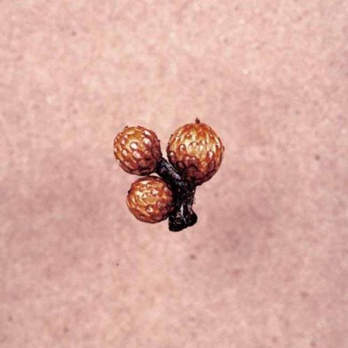 Und Die Scheibe Andert Sichimmer