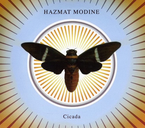Cicada
