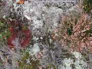 Mycorrhizae Realm , Fürsaxa