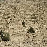 Noonday Dream , Ben Howard