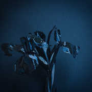 Rifts , A Swarm of the Sun