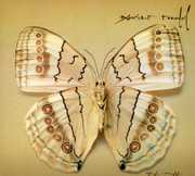 White Moth , Xavier Rudd