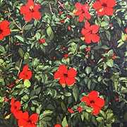 Denatured [Import] , Real Live Tigers