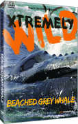 Beached Grey Whale 