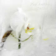 Pop Ambient 2015 / Various , Various Artists
